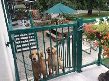 GOLDEN RETRIEVER PUPPIES - Photo 10