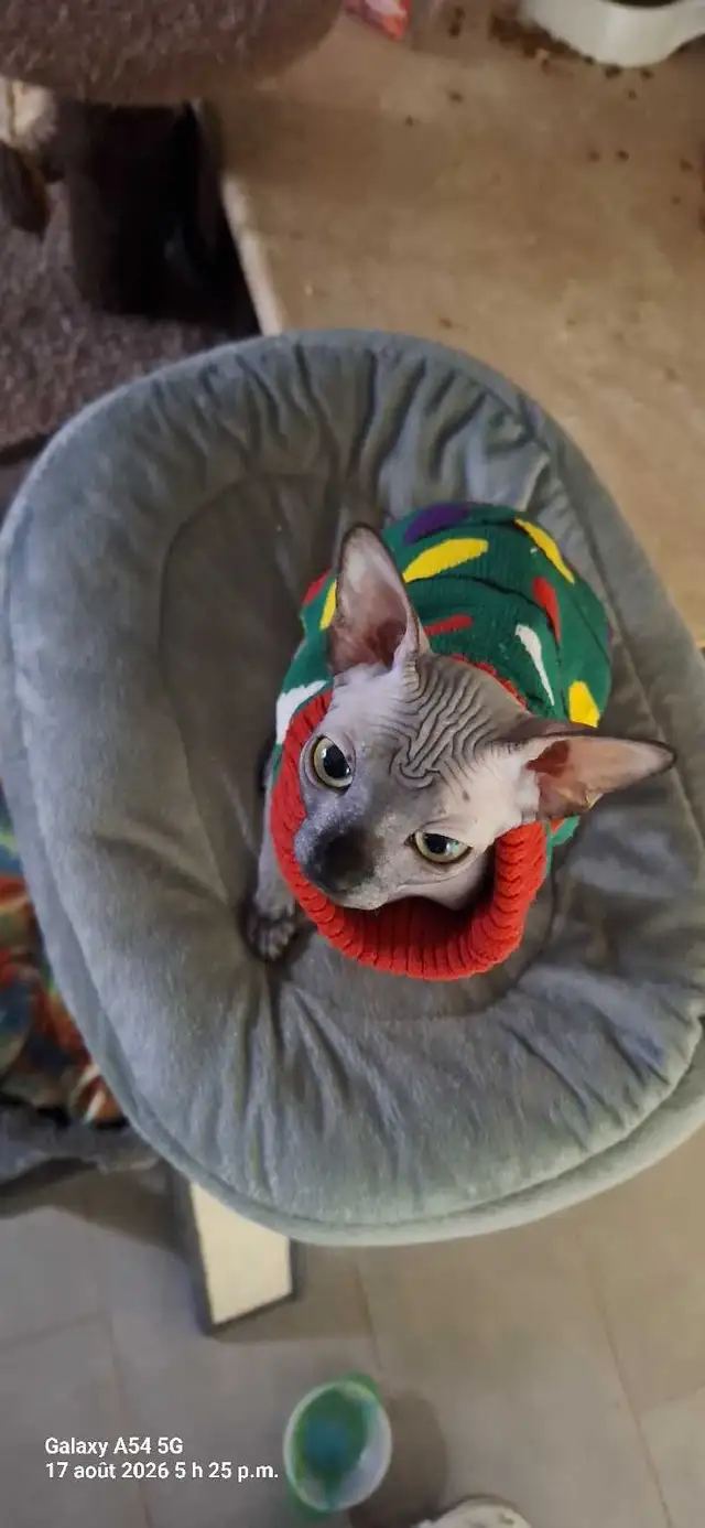 femelle sphynx