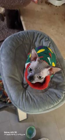 femelle sphynx