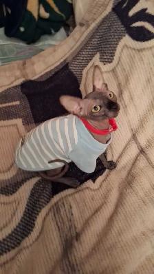 femelle sphynx - Photo 2