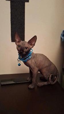 femelle sphynx - Photo 3