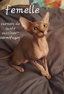 femelle sphynx - Photo 4