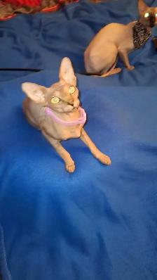 femelle sphynx - Photo 5