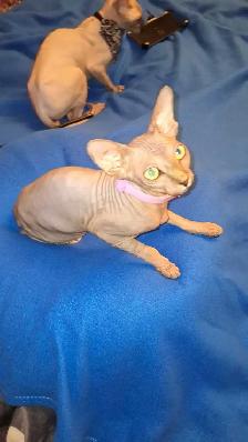 femelle sphynx - Photo 6