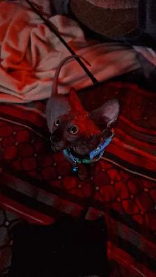 femelle sphynx - Photo 7