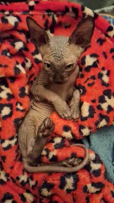 femelle sphynx - Photo 8