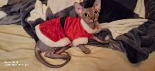 femelle sphynx - Photo 9