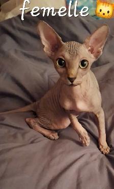 femelle sphynx - Photo 10
