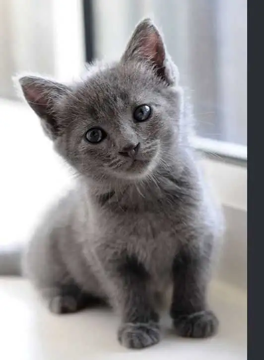 I have two beautiful baby all GREY kittens