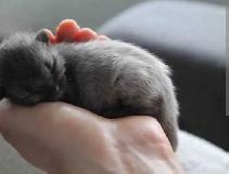 I have two beautiful baby all GREY kittens - Photo 3