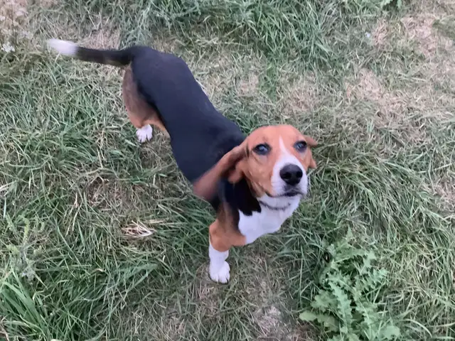 Pure Breed Beagle