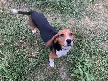 Pure Breed Beagle