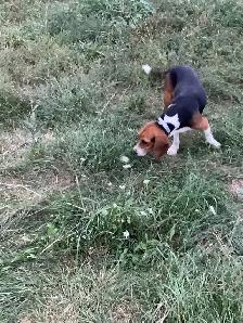 Pure Breed Beagle - Photo 3