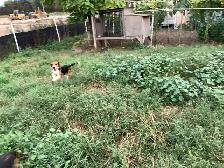 Pure Breed Beagle - Photo 4