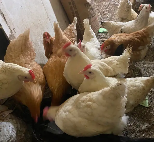 Young Laying Hens for Sale