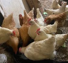 Young Laying Hens for Sale