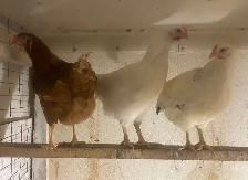 Young Laying Hens for Sale - Photo 2