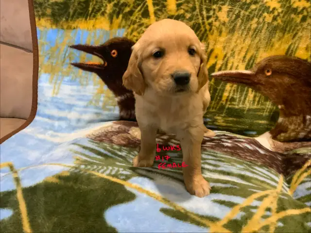 GOLDEN RETRIEVER PUPPIES