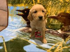 GOLDEN RETRIEVER PUPPIES
