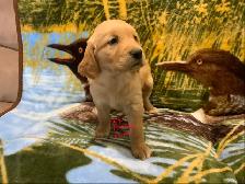 GOLDEN RETRIEVER PUPPIES - Photo 2