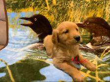 GOLDEN RETRIEVER PUPPIES - Photo 3