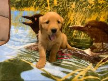 GOLDEN RETRIEVER PUPPIES - Photo 4