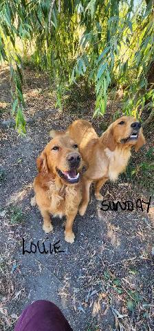 GOLDEN RETRIEVER PUPPIES - Photo 5
