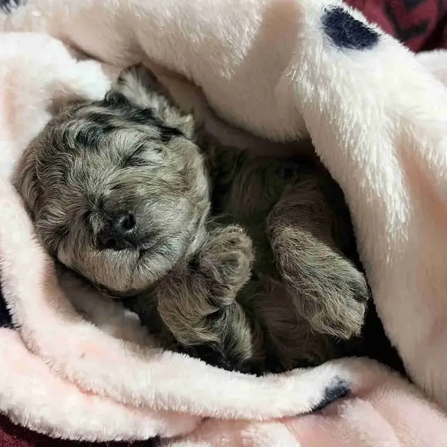 Toy Poodle Puppies– Daisy May’s Precious Final Litter