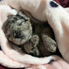 Toy Poodle Puppies– Daisy May’s Precious Final Litter