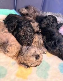 Toy Poodle Puppies– Daisy May’s Precious Final Litter - Photo 2