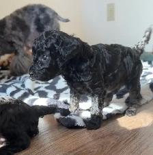 Toy Poodle Puppies– Daisy May’s Precious Final Litter - Photo 3