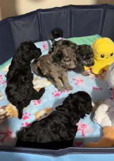 Toy Poodle Puppies– Daisy May’s Precious Final Litter - Photo 4