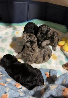 Toy Poodle Puppies– Daisy May’s Precious Final Litter - Photo 5