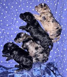 Toy Poodle Puppies– Daisy May’s Precious Final Litter - Photo 6