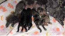 Toy Poodle Puppies– Daisy May’s Precious Final Litter - Photo 7