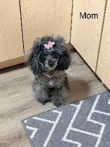 Toy Poodle Puppies– Daisy May’s Precious Final Litter - Photo 8