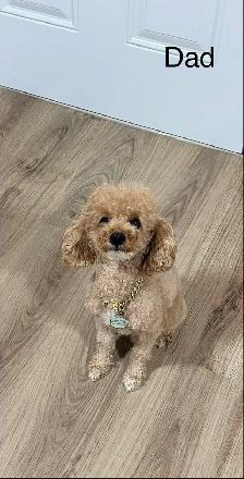 Toy Poodle Puppies– Daisy May’s Precious Final Litter - Photo 9