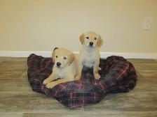 Golden Retriever - Photo 2