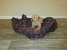 Golden Retriever - Photo 3