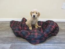 Golden Retriever - Photo 4
