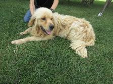 Golden Retriever - Photo 7