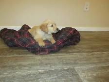 Golden Retriever - Photo 8