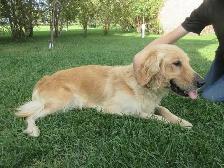 Golden Retriever - Photo 9