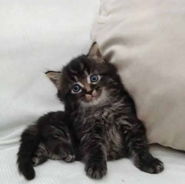 Chaton sibérien hypoallergénique