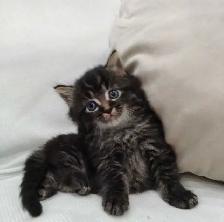 Chaton sibérien hypoallergénique