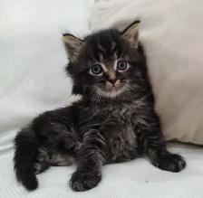 Chaton sibérien hypoallergénique - Photo 3