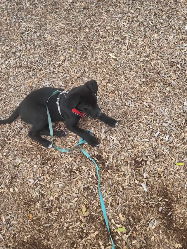 10 week 11 week old puppy lab mix