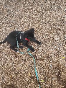 10 week 11 week old puppy lab mix