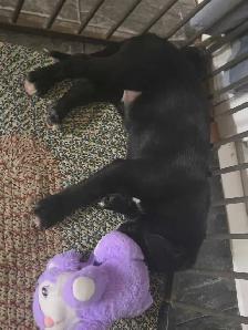 10 week 11 week old puppy lab mix - Photo 3