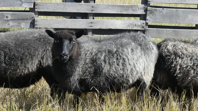 Mixed breed wool ewes